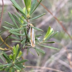 Phytotrypa propriella at Jerrabomberra, NSW - 22 Oct 2021