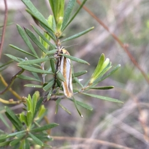 Phytotrypa propriella at Jerrabomberra, NSW - 22 Oct 2021