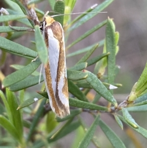 Phytotrypa propriella at Jerrabomberra, NSW - 22 Oct 2021