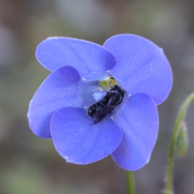 Wahlenbergia planiflora by Sarah2019