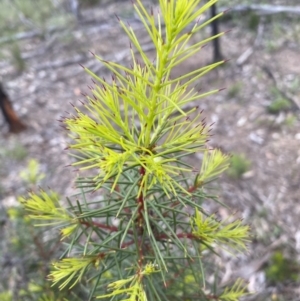 Hakea decurrens subsp. decurrens at Jerrabomberra, NSW - 22 Oct 2021