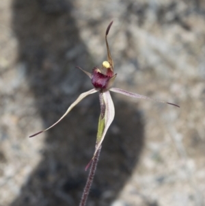 Caladenia montana at Tennent, ACT - 22 Oct 2021