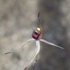 Caladenia montana at Tennent, ACT - 22 Oct 2021