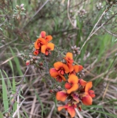 Dillwynia sericea (Egg And Bacon Peas) at Kaleen, ACT - 19 Oct 2021 by RosD