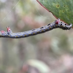 Chlenias banksiaria group (A Geometer moth) at Mount Jerrabomberra - 22 Oct 2021 by SteveBorkowskis