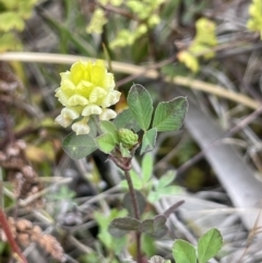 Trifolium campestre (Hop Clover) at Symonston, ACT - 21 Oct 2021 by JaneR