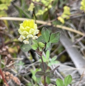 Trifolium campestre at Symonston, ACT - 21 Oct 2021