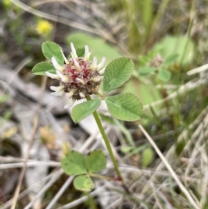 Trifolium glomeratum at Symonston, ACT - 21 Oct 2021 02:08 PM