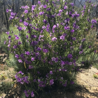 Solanum sp. (genus) (Nightshades, soda apples, devils apples) at Tennent, ACT - 22 Oct 2021 by BrianH