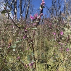 Indigofera australis subsp. australis (Australian Indigo) at Tennent, ACT - 22 Oct 2021 by BrianH