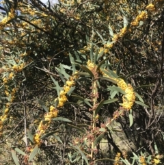 Daviesia mimosoides (Bitter Pea) at Tennent, ACT - 22 Oct 2021 by BrianH