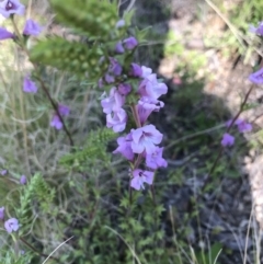 Euphrasia collina (Purple Eye-bright) at Tennent, ACT - 22 Oct 2021 by BrianH