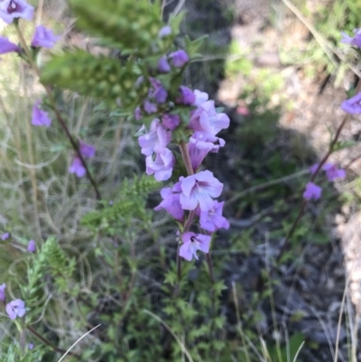 Euphrasia collina (Purple Eye-bright) at Tennent, ACT - 22 Oct 2021 by BrianH