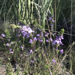 Euphrasia collina at Tennent, ACT - 22 Oct 2021