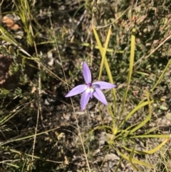 Glossodia major (Wax Lip Orchid) at Tennent, ACT - 22 Oct 2021 by BrianH
