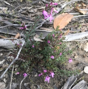 Tetratheca bauerifolia at Tennent, ACT - 22 Oct 2021