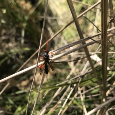 Ichneumonidae (family) (Unidentified ichneumon wasp) at Tennent, ACT - 22 Oct 2021 by BrianH