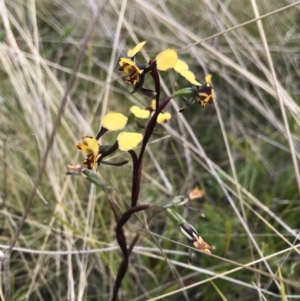 Diuris semilunulata at Tennent, ACT - 22 Oct 2021