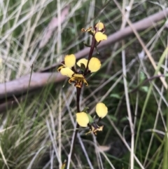 Diuris semilunulata at Tennent, ACT - suppressed