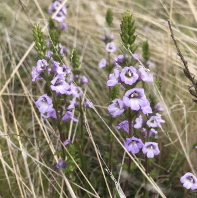 Euphrasia collina subsp. paludosa at Tennent, ACT - 22 Oct 2021 by BrianH