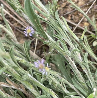 Vittadinia cuneata var. cuneata (Fuzzy New Holland Daisy) at Jerrabomberra, ACT - 21 Oct 2021 by JaneR