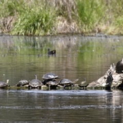 Chelodina longicollis (Eastern Long-necked Turtle) at Fyshwick, ACT - 22 Oct 2021 by davidcunninghamwildlife