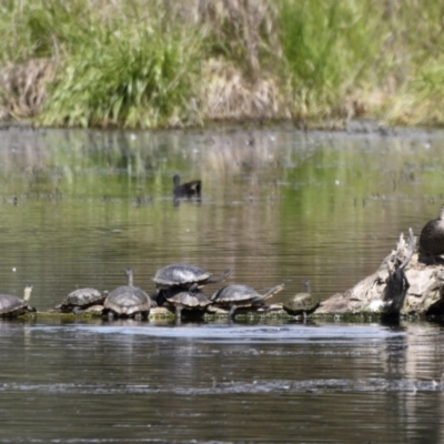 Chelodina longicollis (Eastern Long-necked Turtle) at Jerrabomberra Wetlands - 22 Oct 2021 by davidcunninghamwildlife