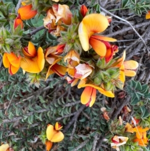 Pultenaea procumbens at Kowen, ACT - 21 Oct 2021