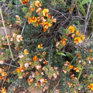 Pultenaea procumbens at Kowen, ACT - 21 Oct 2021