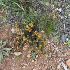 Pultenaea procumbens at Kowen, ACT - 21 Oct 2021