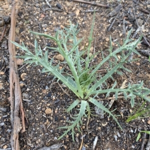 Eryngium ovinum at Hughes, ACT - 22 Oct 2021