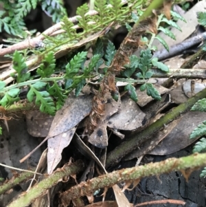 Polystichum proliferum at Tennent, ACT - 22 Oct 2021