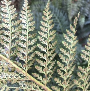 Polystichum proliferum at Tennent, ACT - 22 Oct 2021