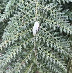 Polystichum proliferum at Tennent, ACT - 22 Oct 2021