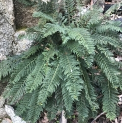 Polystichum proliferum at Tennent, ACT - 22 Oct 2021