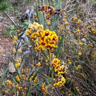 Daviesia leptophylla/mimosoides (Slender Bitter Pea/Bitter Pea) at Kowen, ACT - 21 Oct 2021 by SimoneC