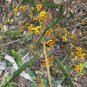 Daviesia leptophylla/mimosoides at Kowen, ACT - 21 Oct 2021