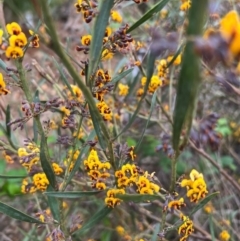 Daviesia leptophylla/mimosoides at Kowen, ACT - 21 Oct 2021