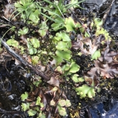 Marchantia sp. (genus) (A Liverwort) at Namadgi National Park - 22 Oct 2021 by BrianH