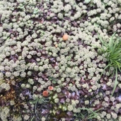 Marchantia sp. (genus) at Tennent, ACT - 22 Oct 2021