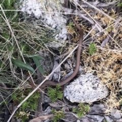 Drysdalia coronoides (White-lipped Snake) at Tennent, ACT - 22 Oct 2021 by BrianH