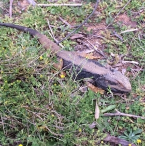 Pogona barbata at Hughes, ACT - suppressed