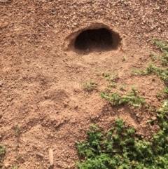 Pogona barbata at Hughes, ACT - suppressed
