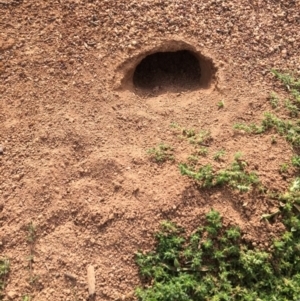 Pogona barbata at Hughes, ACT - suppressed