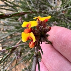 Dillwynia sericea (Egg And Bacon Peas) at Kowen, ACT - 21 Oct 2021 by SimoneC