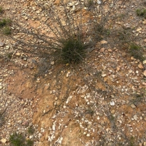 Dillwynia sericea at Kowen, ACT - 21 Oct 2021