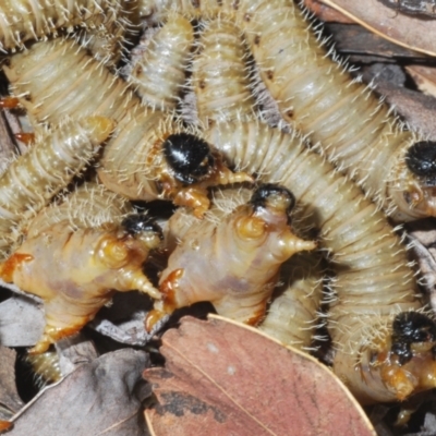 Perginae sp. (subfamily) (Unidentified pergine sawfly) at Cotter River, ACT - 21 Oct 2021 by Harrisi