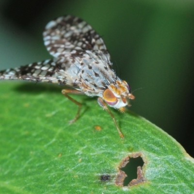 Austrotephritis sp. (genus) (Fruit fly or Seed fly) at Bimberi Nature Reserve - 21 Oct 2021 by Harrisi