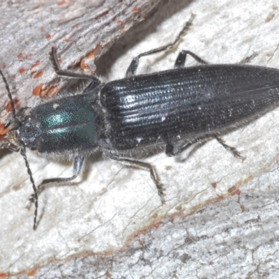 Crepidomenus fulgidus (Click beetle) at Cotter River, ACT - 21 Oct 2021 by Harrisi