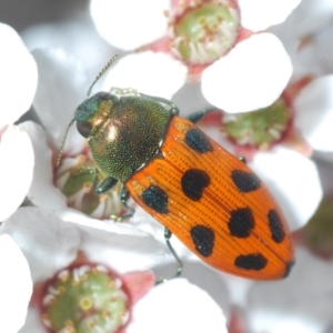 Castiarina octomaculata at O'Connor, ACT - 22 Oct 2021